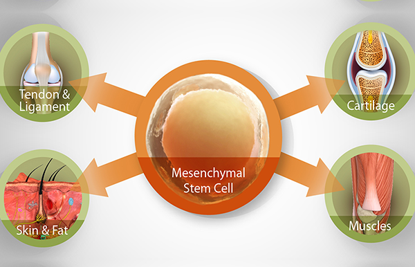 Mesenchymal Stem Cell Chart