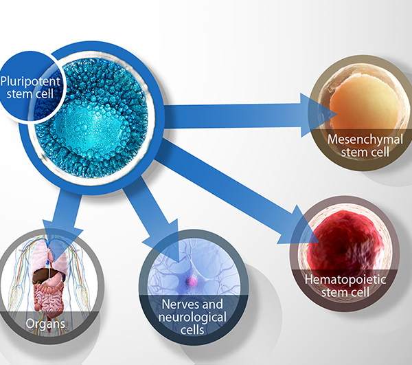 Pluripotent Stem Cell Chart